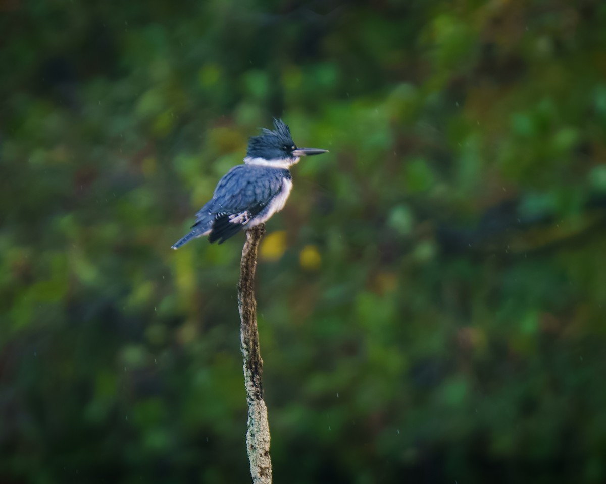 Belted Kingfisher - ML644422577
