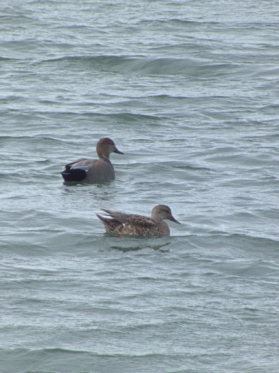 Gadwall - ML644422583