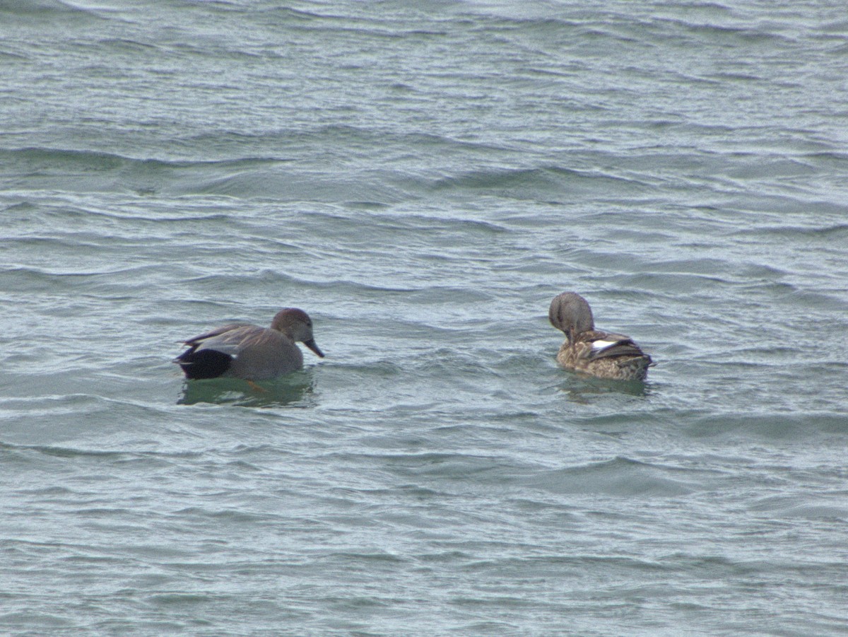 Gadwall - ML644422584