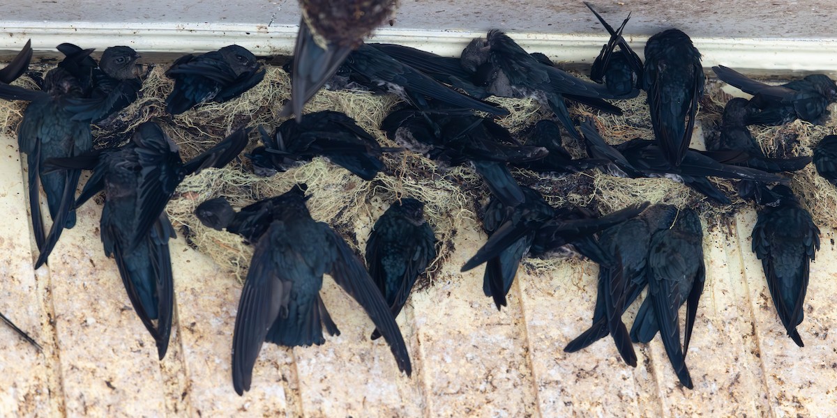 Plume-toed Swiftlet - ML644422591