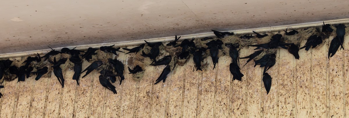 Plume-toed Swiftlet - ML644422592