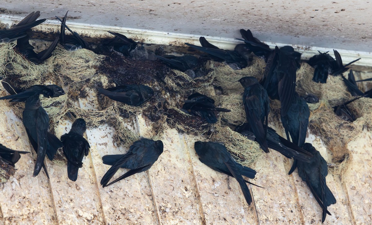 Plume-toed Swiftlet - ML644422593