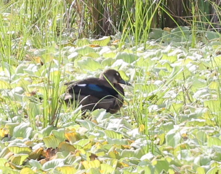 Ahate brasildarra - ML644422595