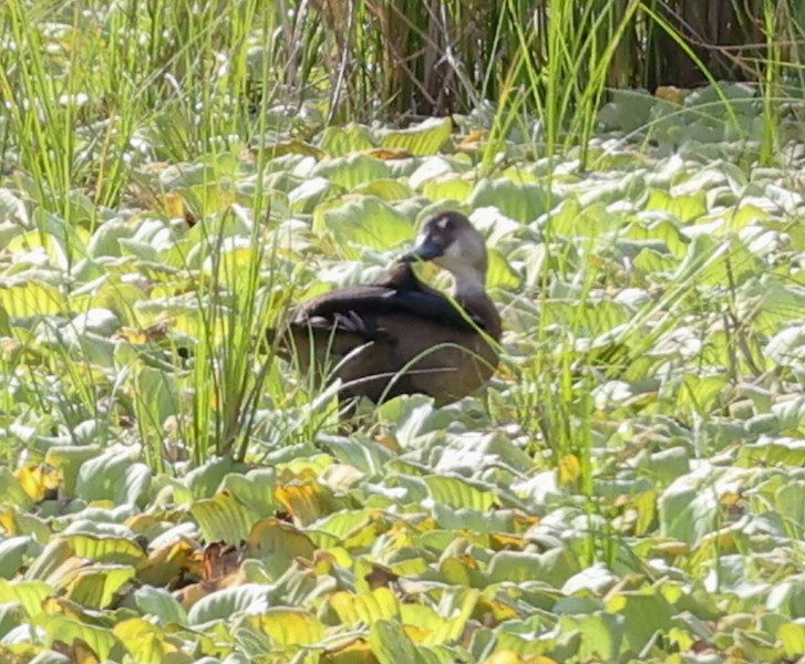 Ahate brasildarra - ML644422596