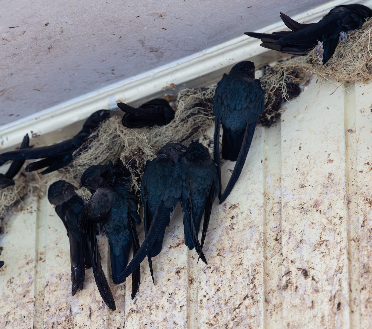 Plume-toed Swiftlet - ML644422600