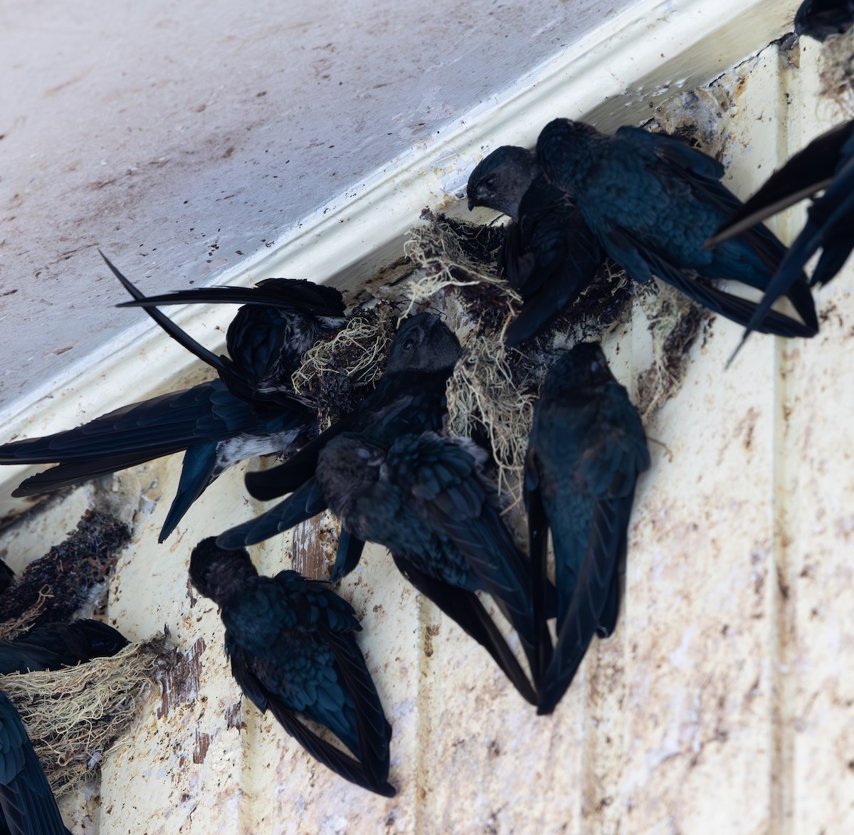 Plume-toed Swiftlet - ML644422601