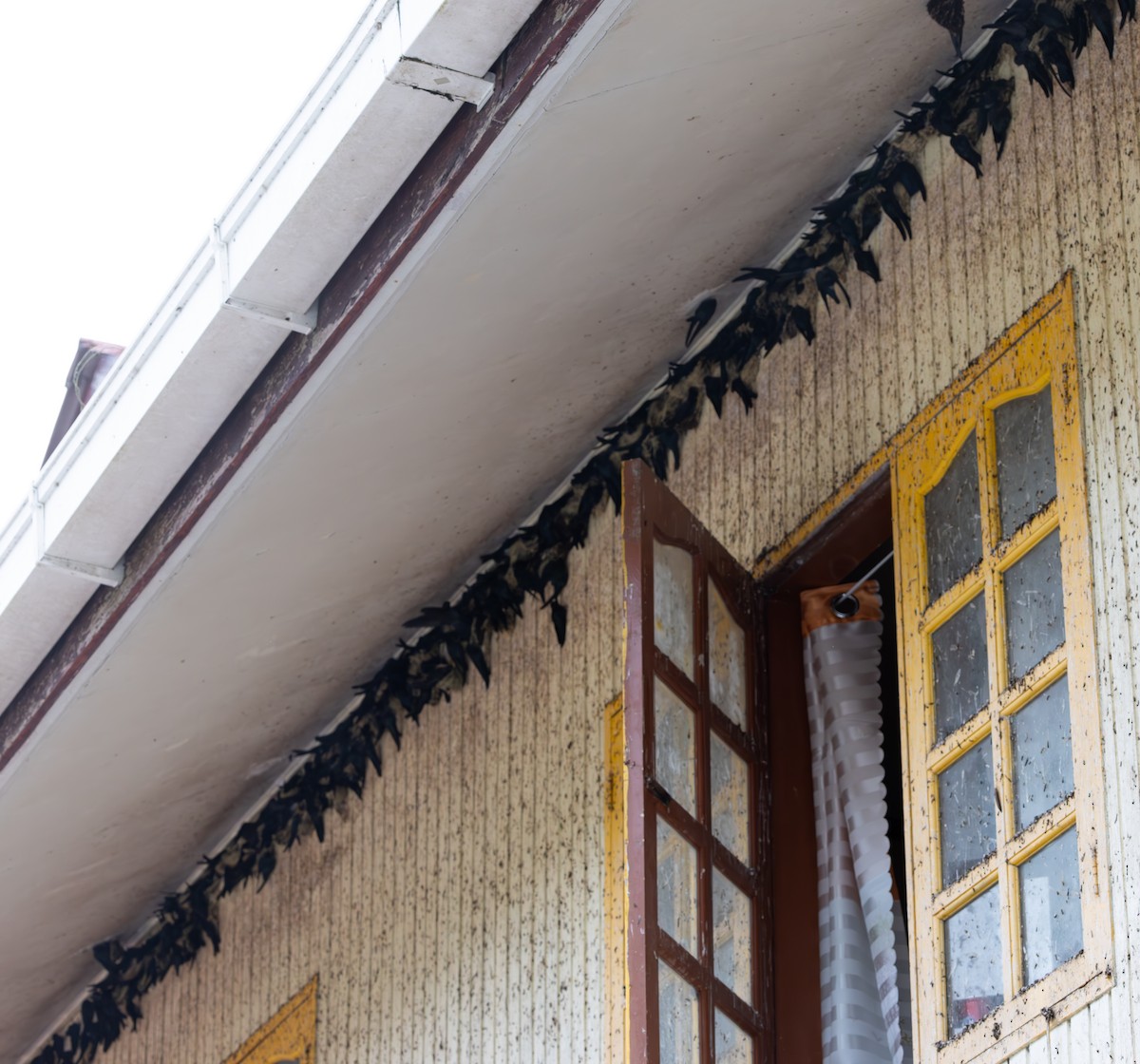 Plume-toed Swiftlet - ML644422602