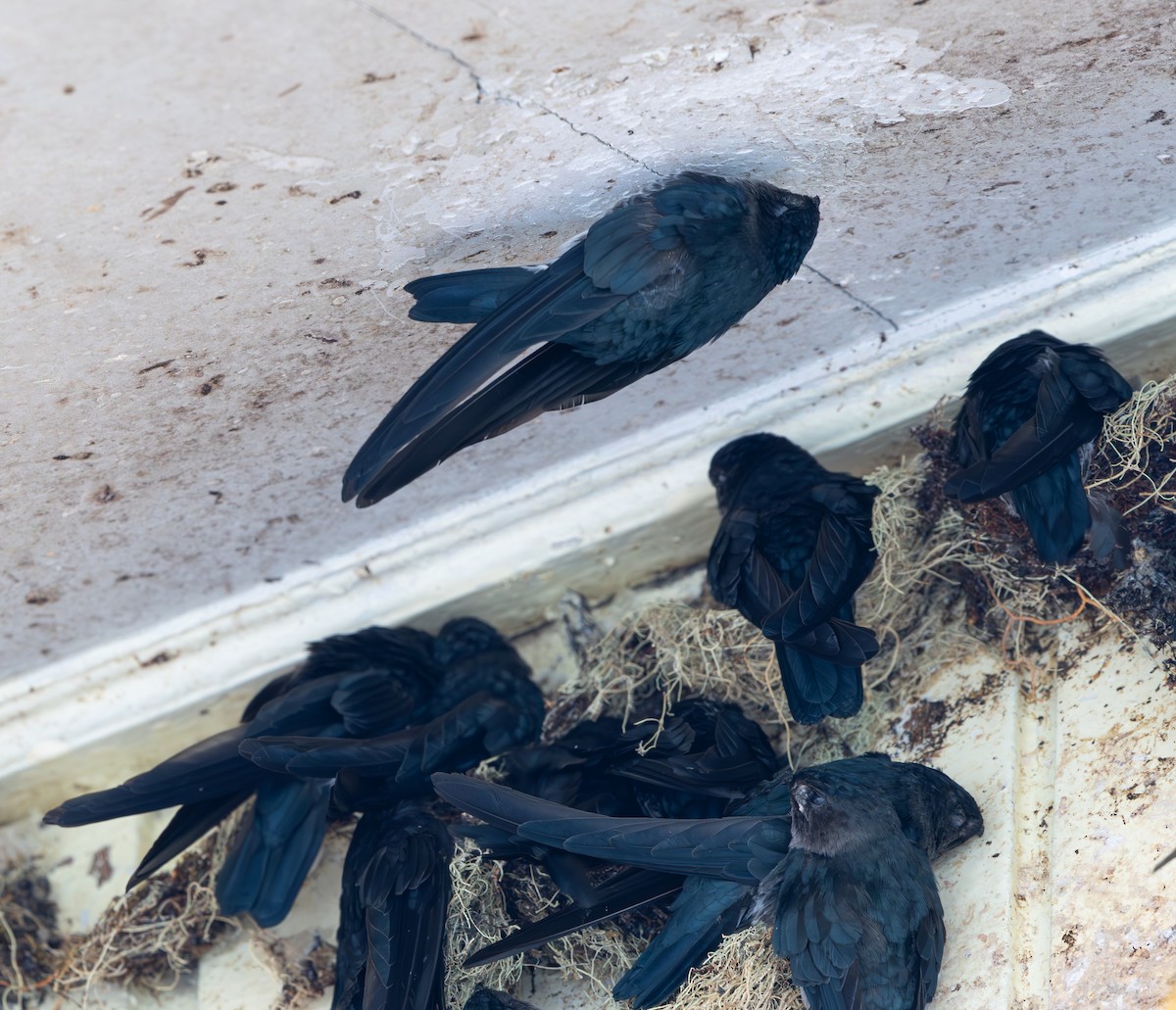 Plume-toed Swiftlet - ML644422604