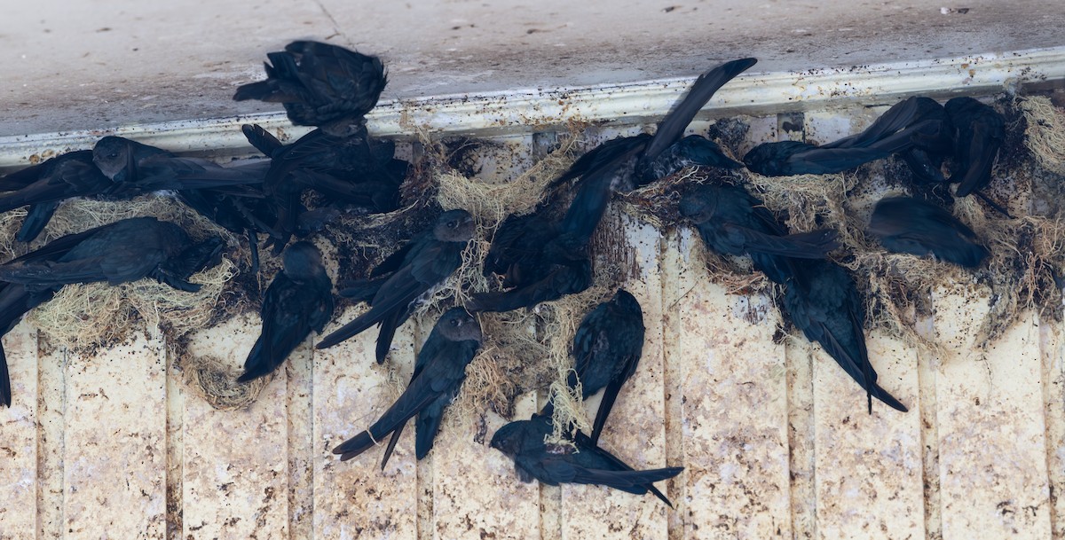 Plume-toed Swiftlet - ML644422606