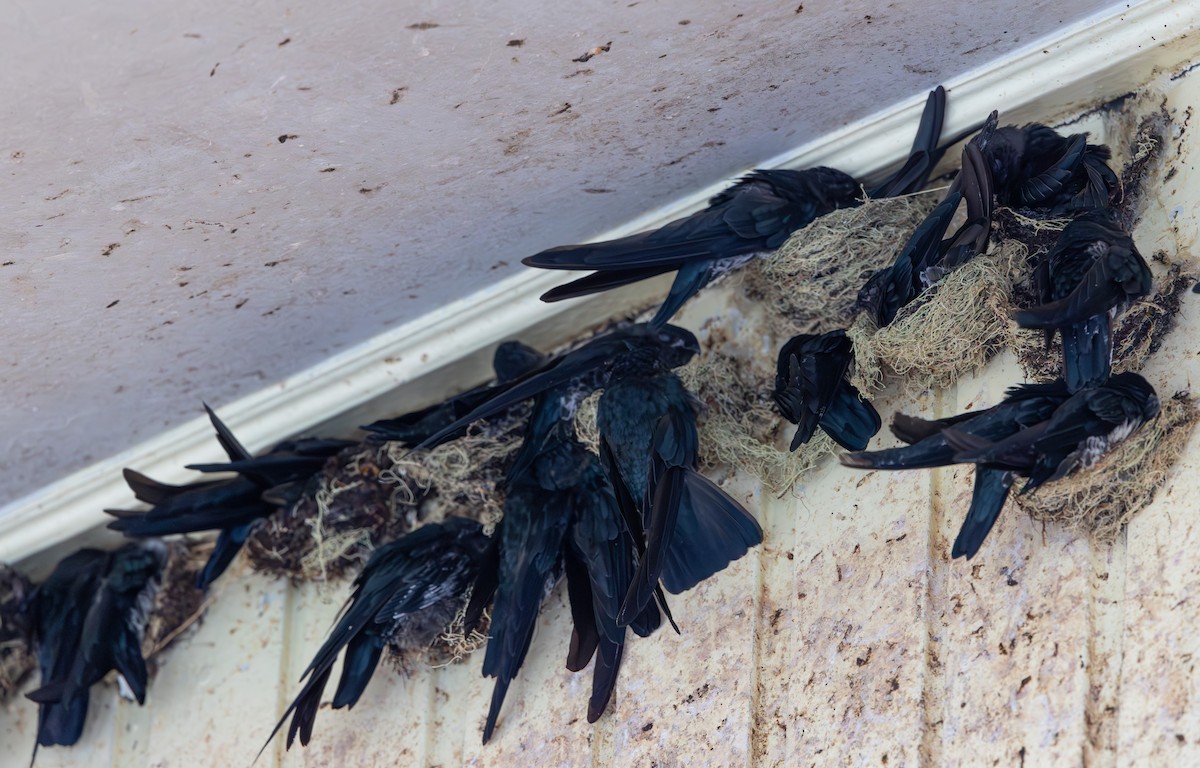 Plume-toed Swiftlet - ML644422607