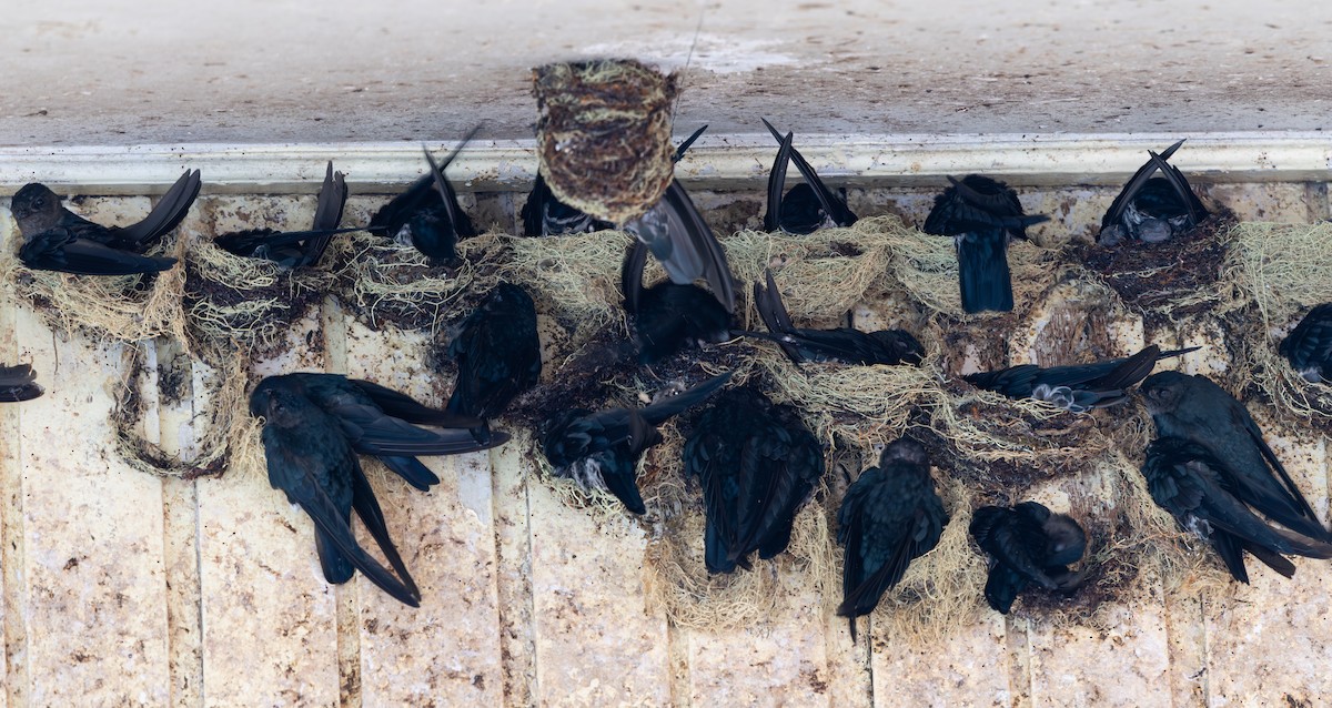 Plume-toed Swiftlet - ML644422608