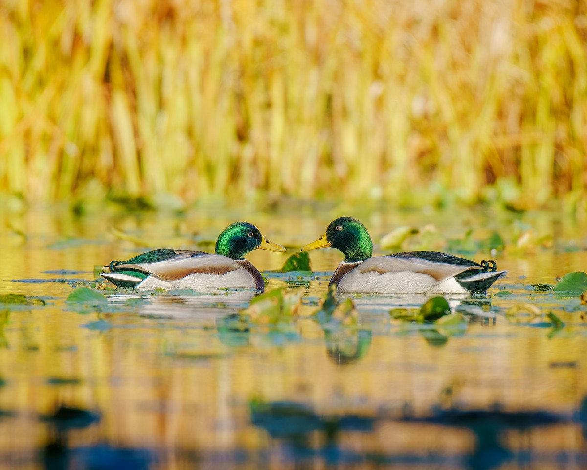 Крижень звичайний - ML644422616