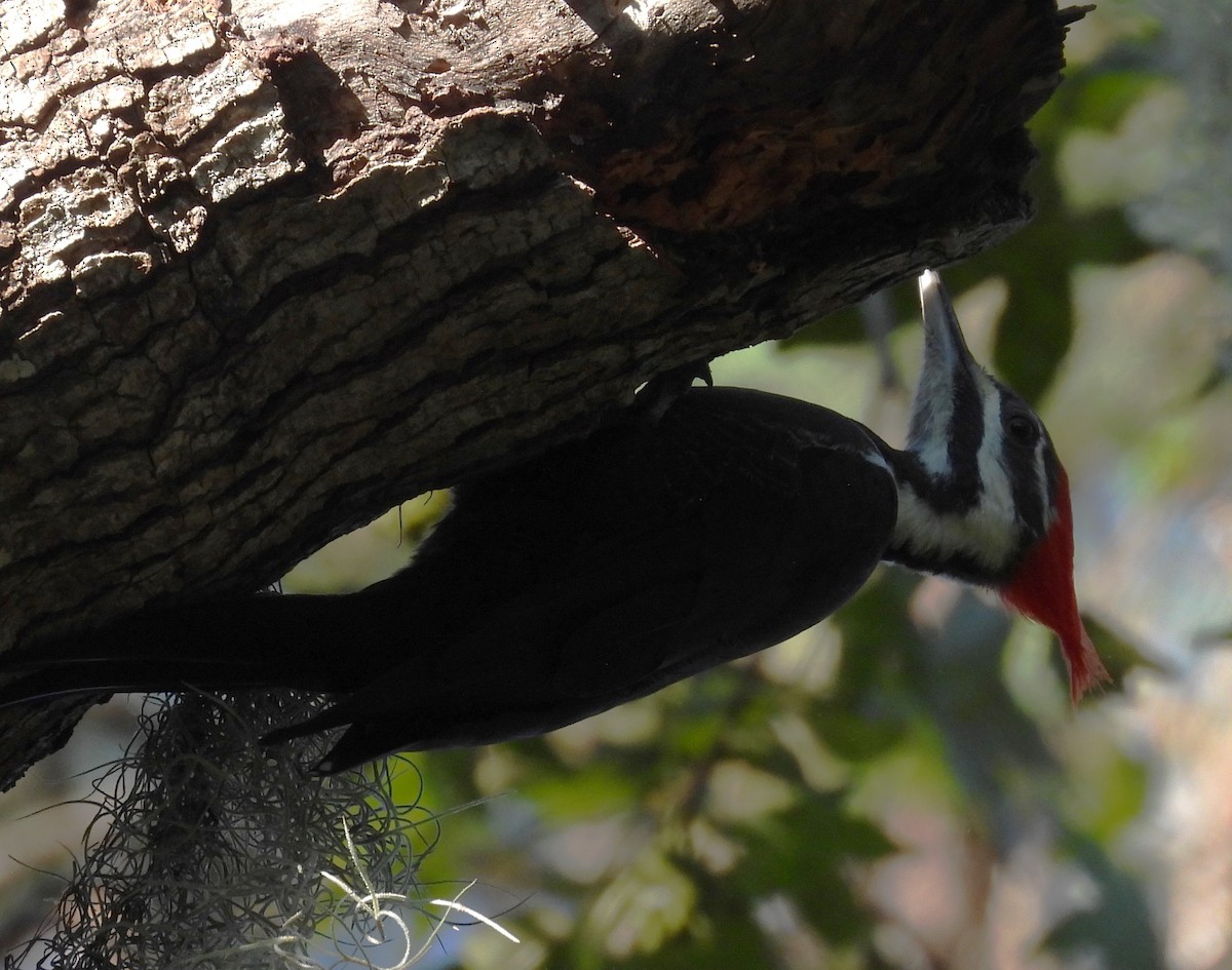 Жовна північна - ML644422620