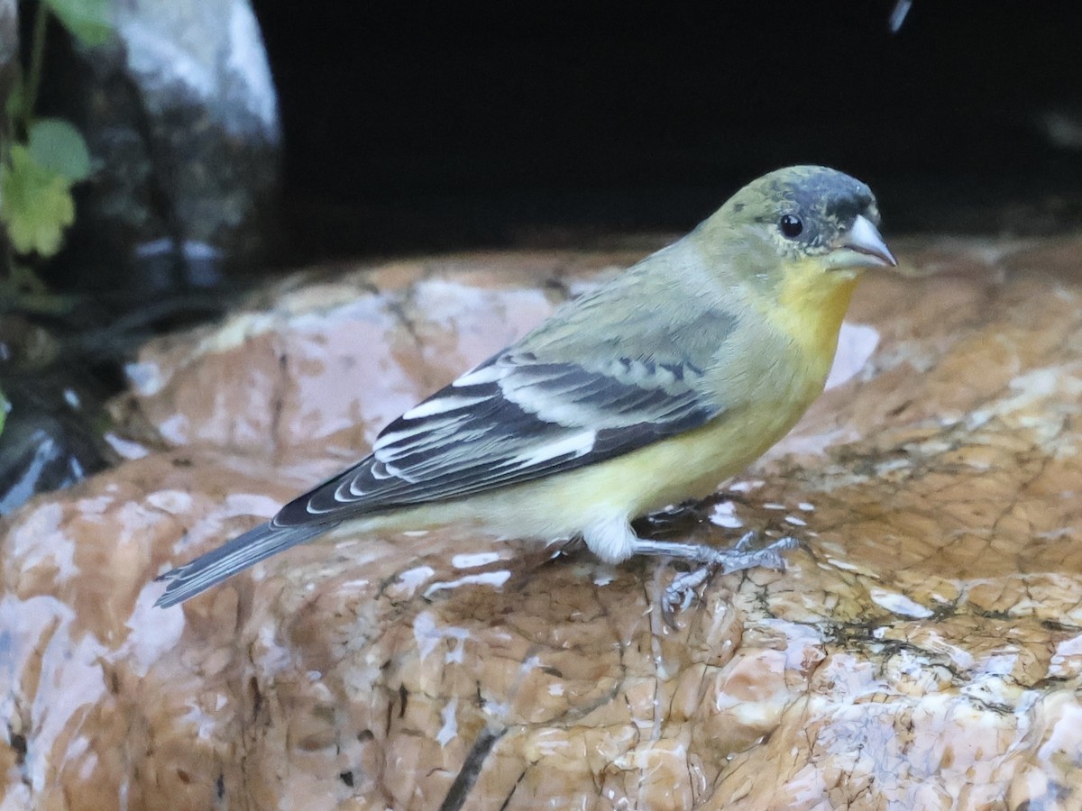 Lesser Goldfinch - ML644422629