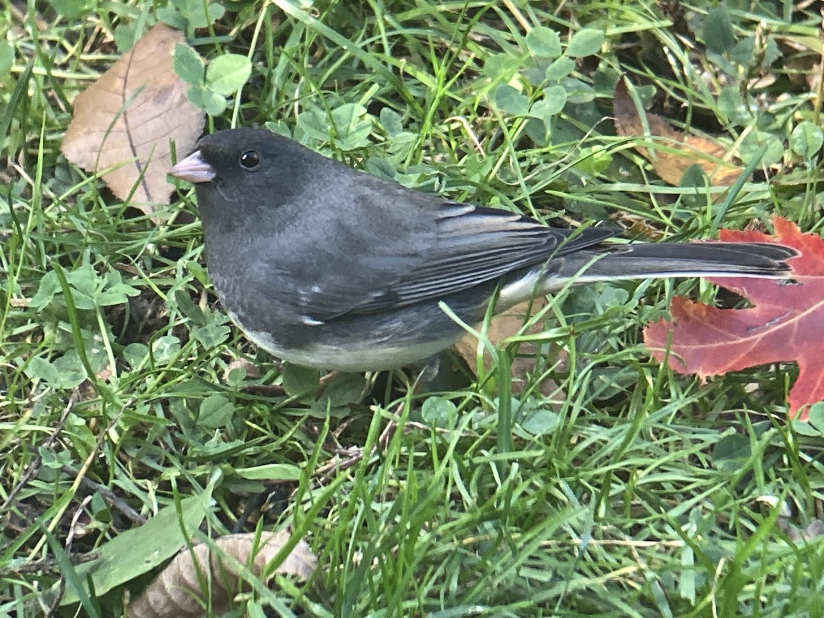 Junco ardoisé - ML644422632