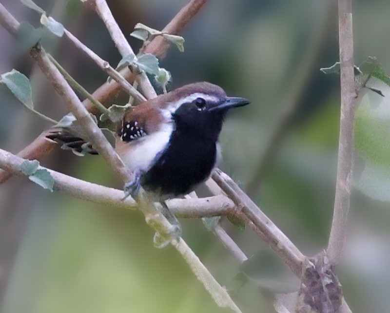 Rusty-backed Antwren - ML644422636