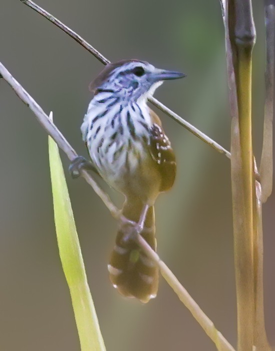 Rusty-backed Antwren - ML644422637