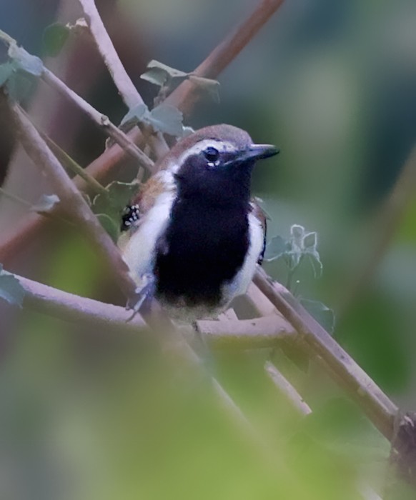 Rusty-backed Antwren - ML644422638