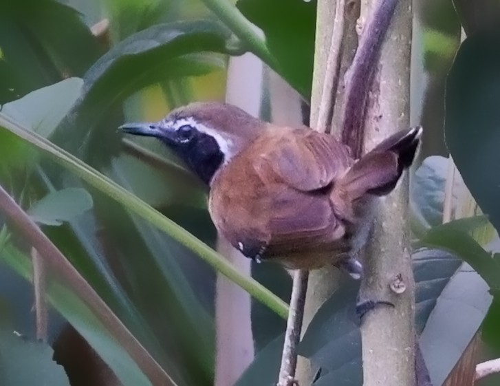 Rusty-backed Antwren - ML644422639