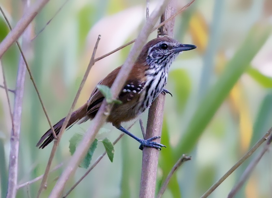 Rusty-backed Antwren - ML644422640