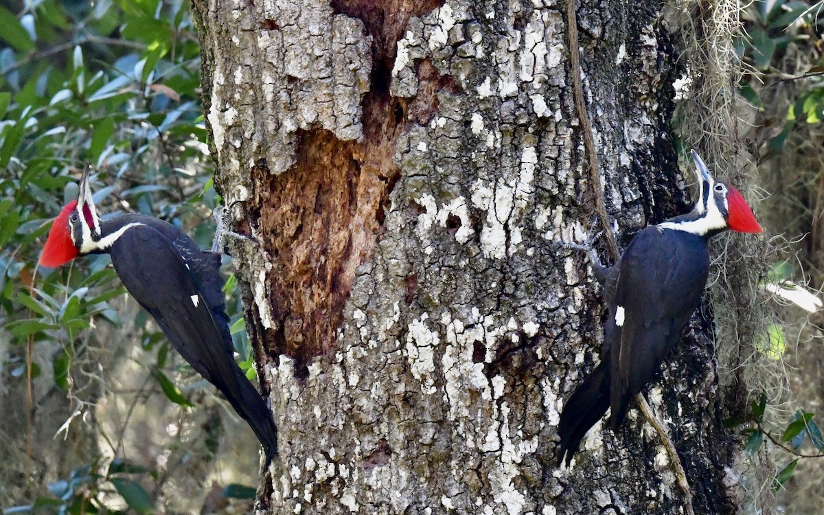 Pileated Woodpecker - ML644422642