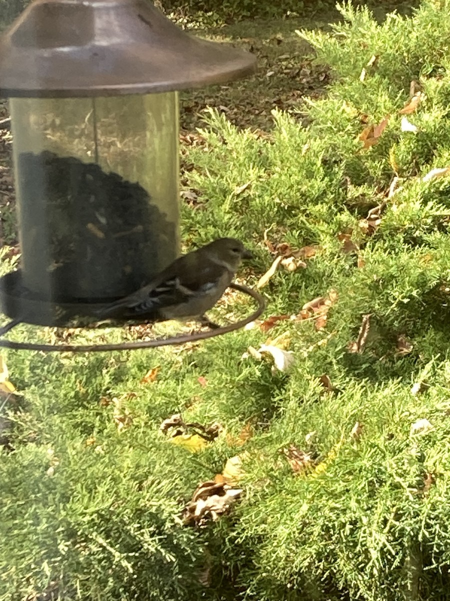 American Goldfinch - ML644422643