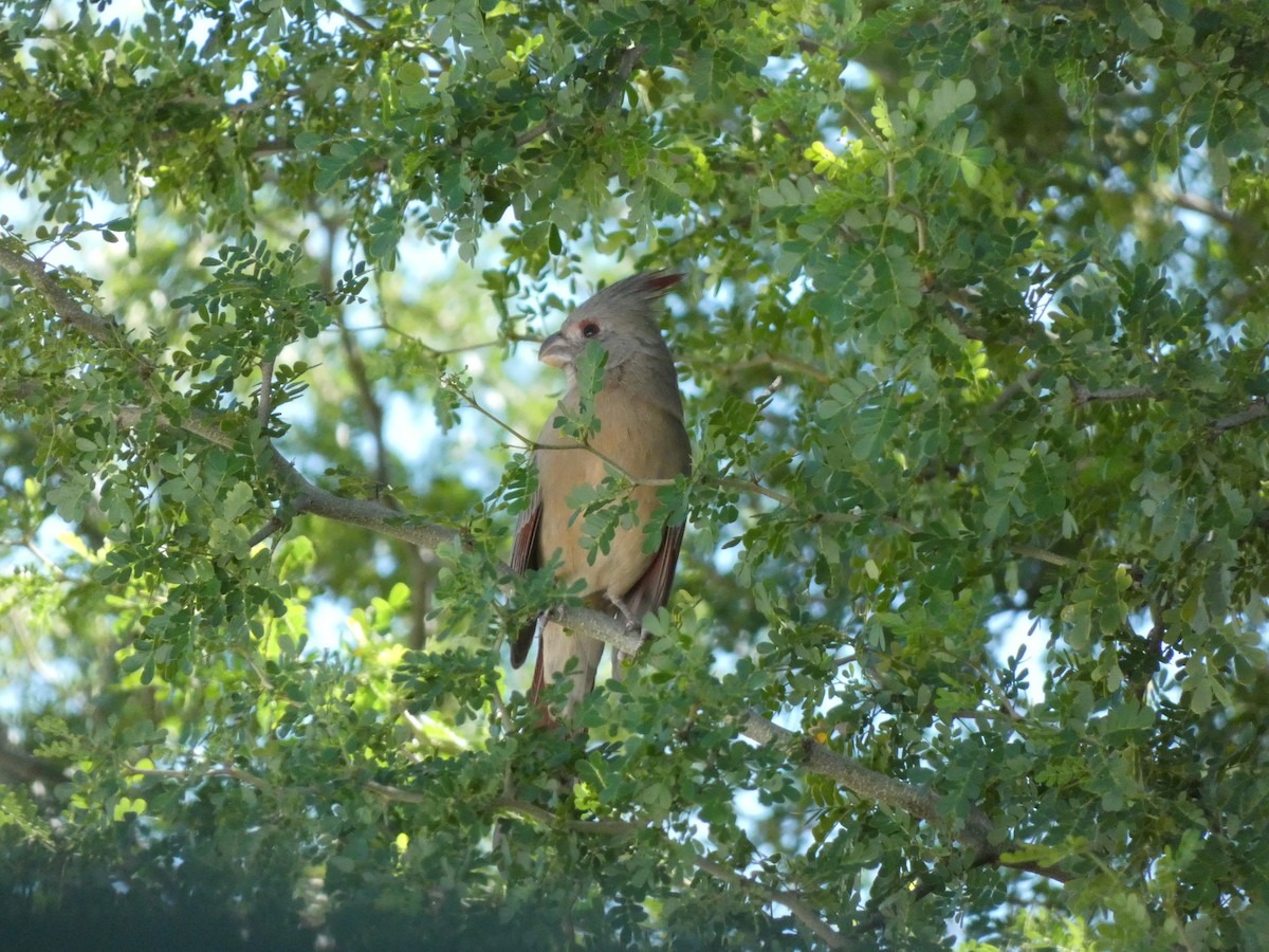 Pyrrhuloxia - ML644422644