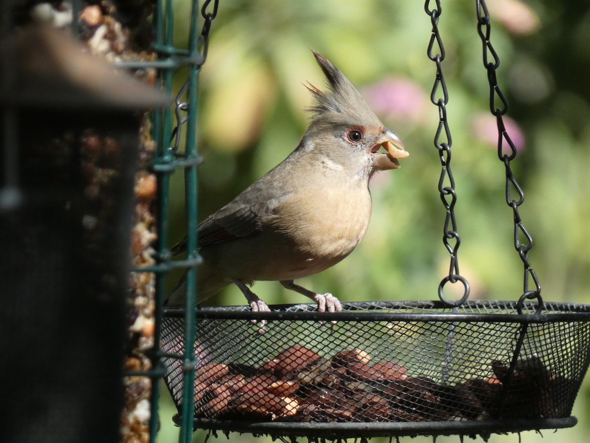 Pyrrhuloxia - ML644422645