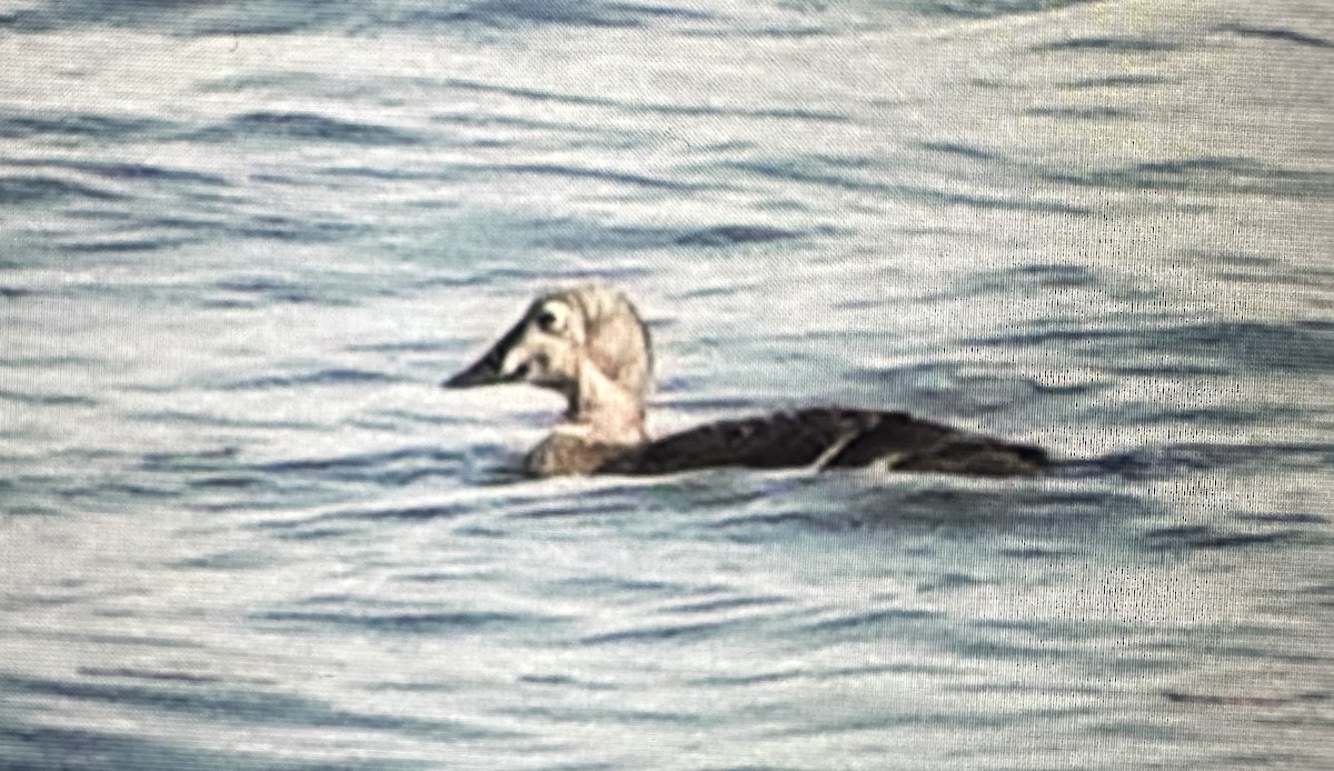 praktærfugl - ML644422646