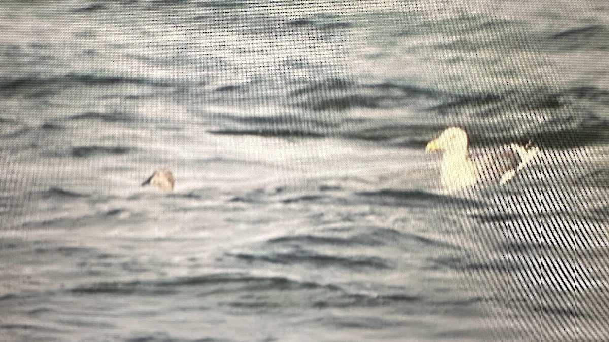 praktærfugl - ML644422647