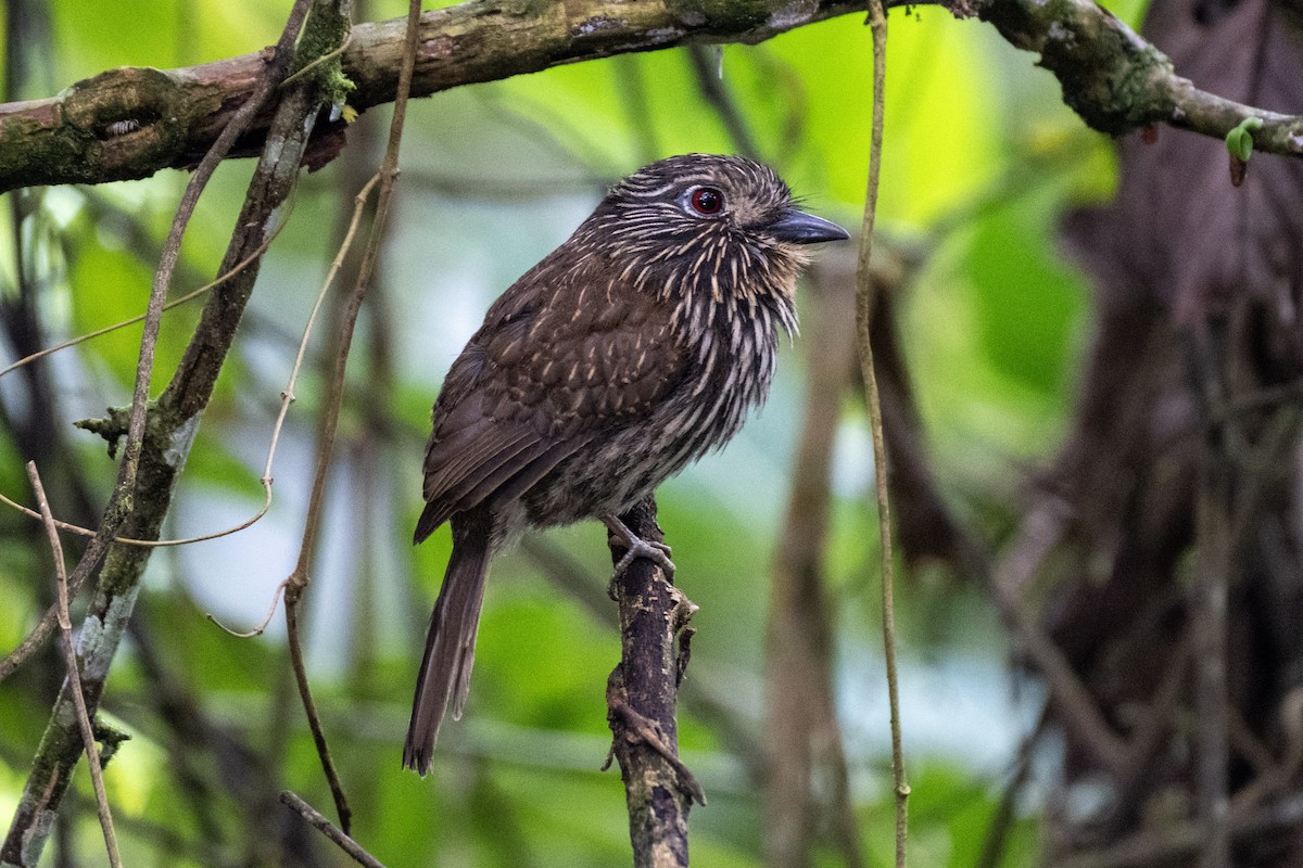 Black-streaked Puffbird - ML644422648