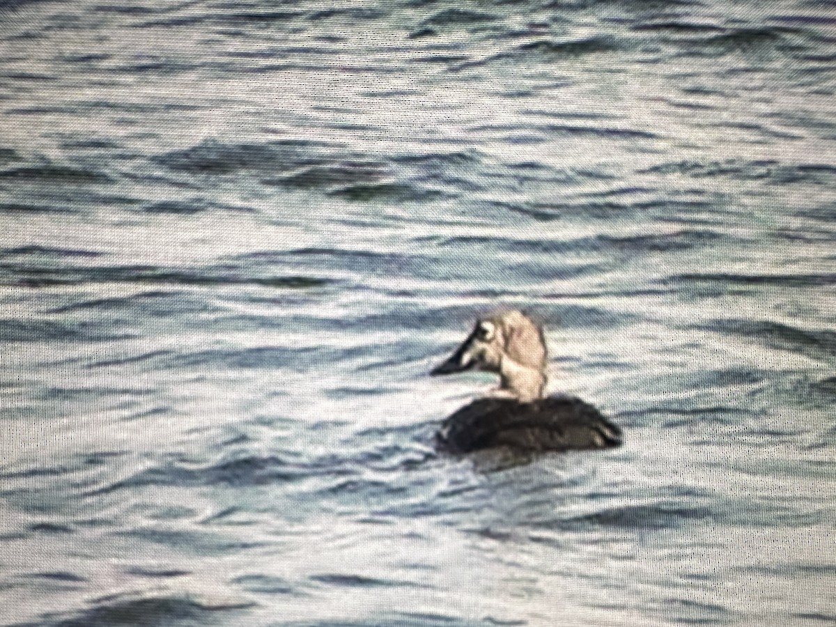 praktærfugl - ML644422649