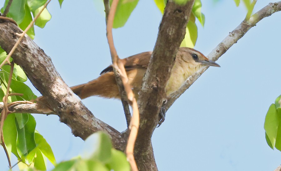 Rufous-fronted Thornbird (Rufous-fronted) - ML644422650