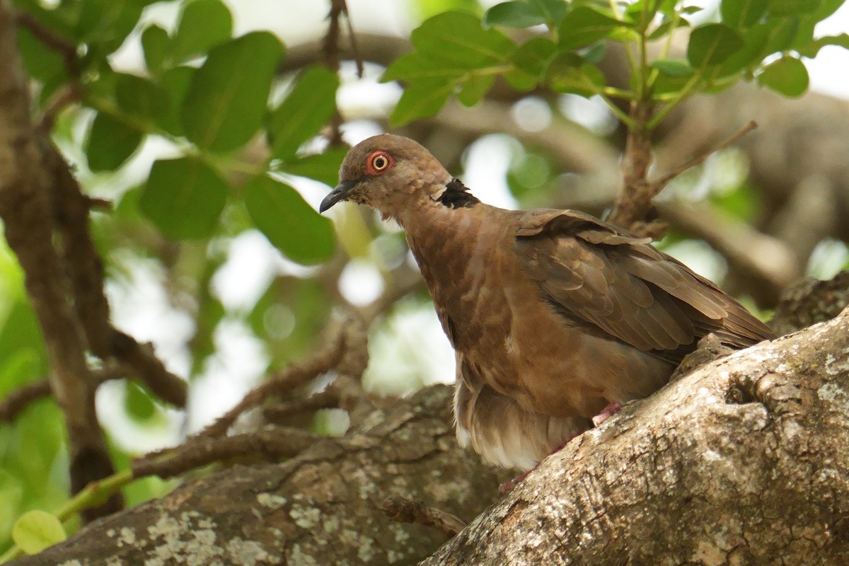 Mourning Collared-Dove - ML644422651