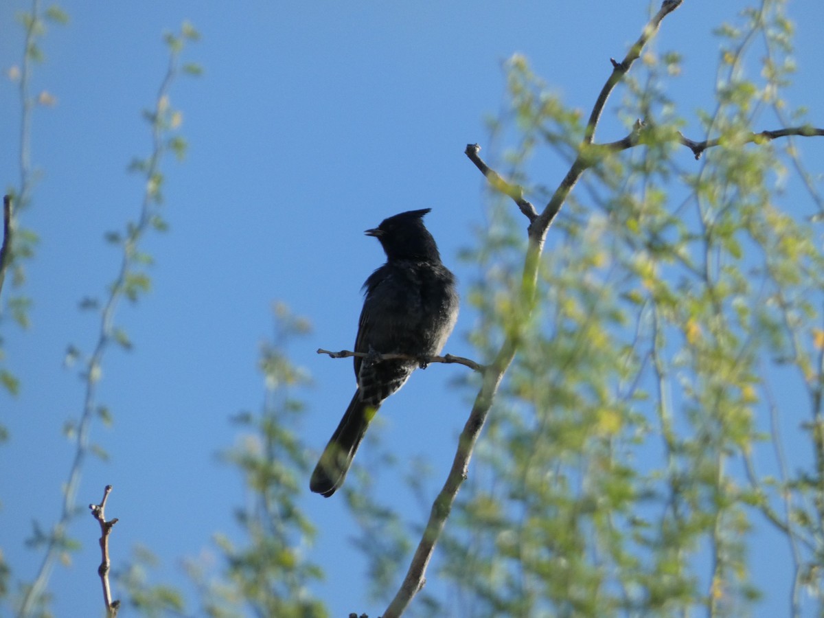 Phainopepla - ML644422657