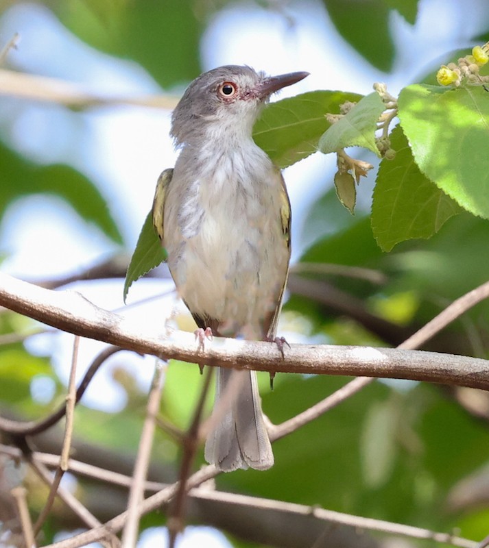 Pearly-vented Tody-Tyrant - ML644422658