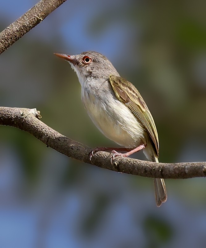 Pearly-vented Tody-Tyrant - ML644422659