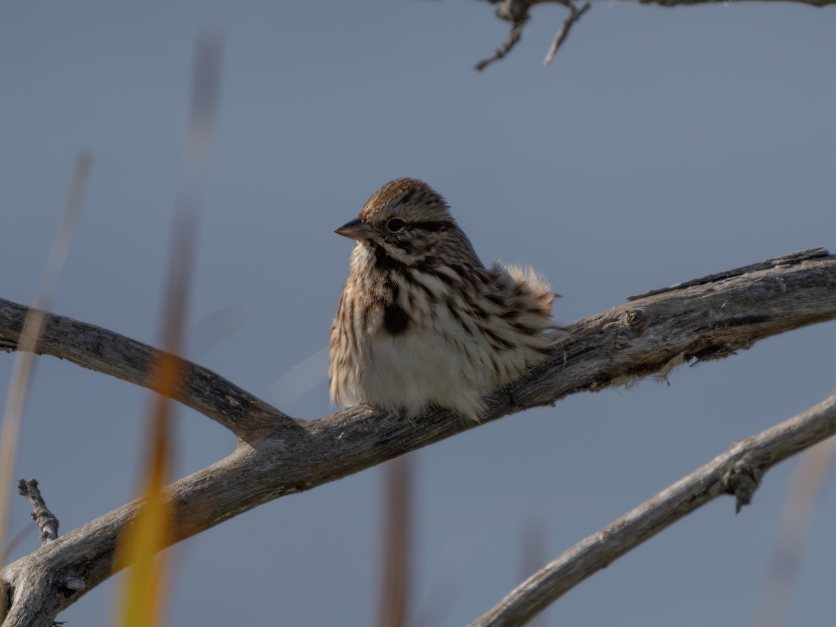 Song Sparrow - ML644422661