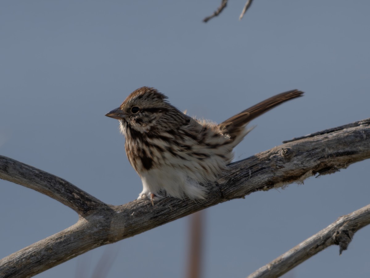 Song Sparrow - ML644422662