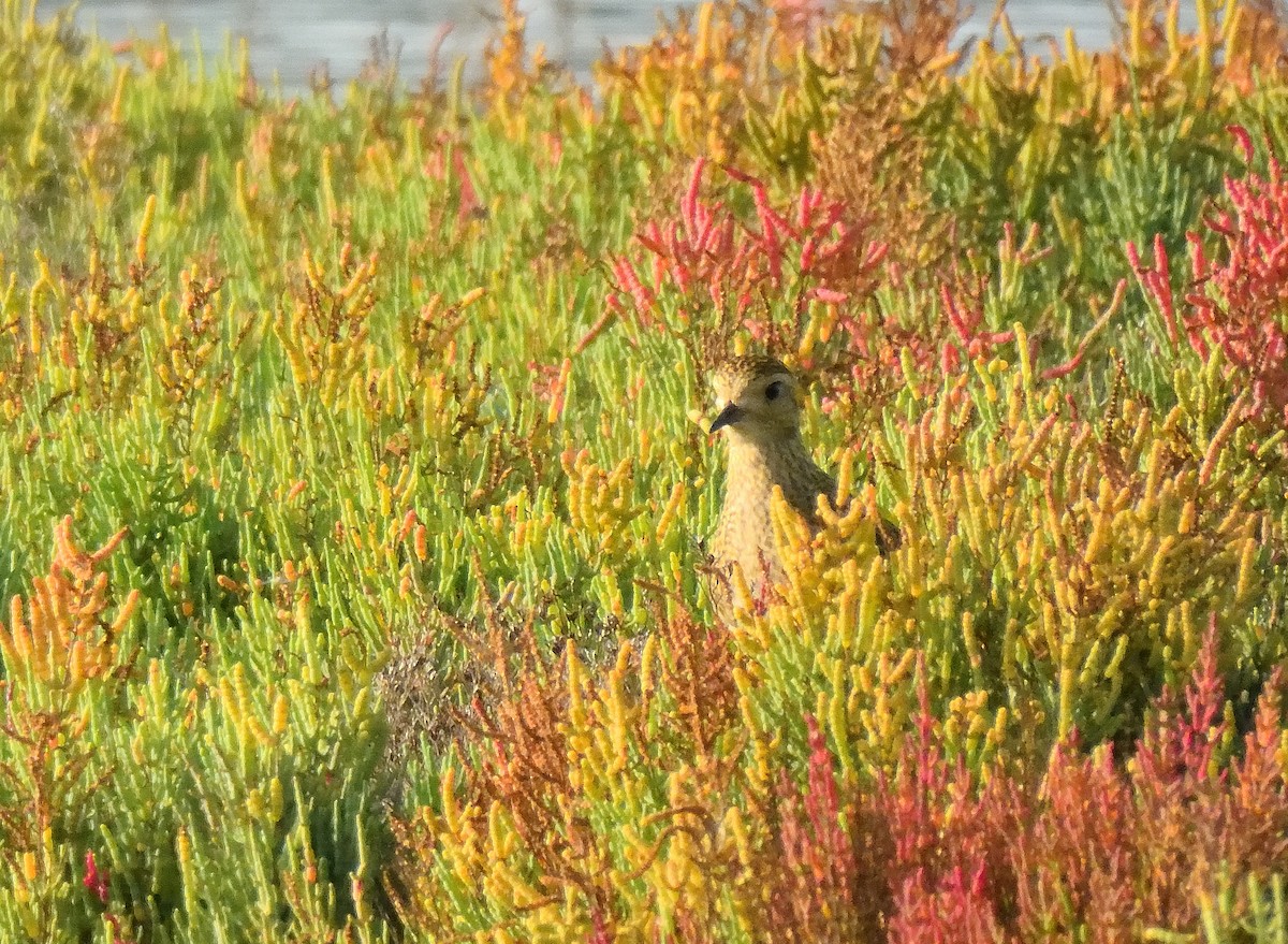 European Golden-Plover - ML644422663