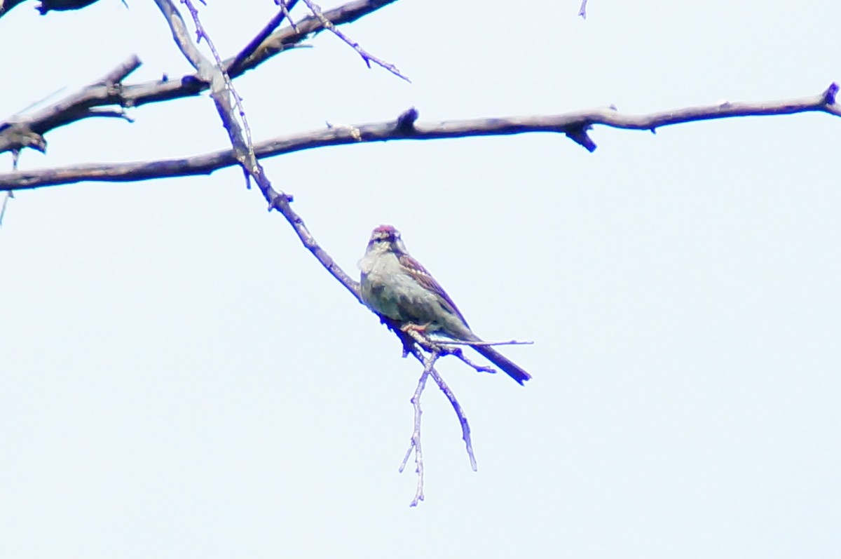 Chipping Sparrow - ML644422664