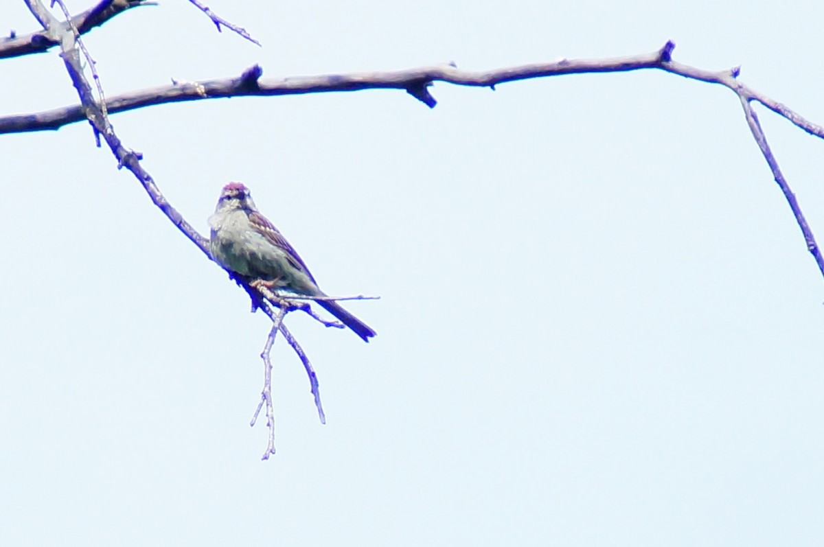 Chipping Sparrow - ML644422665
