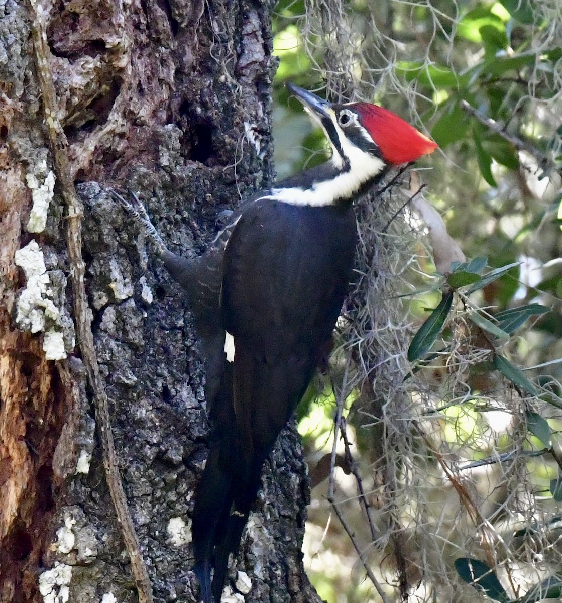 Жовна північна - ML644422667