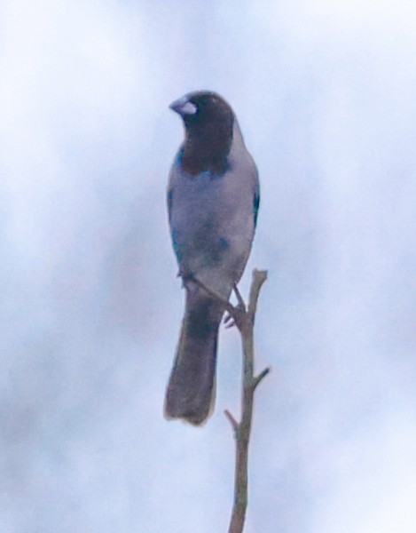 Black-faced Tanager - ML644422669