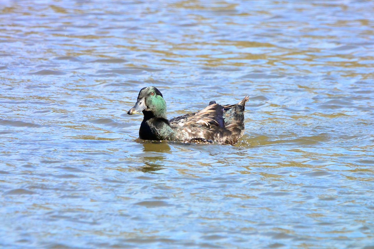 Крижень (свійський) - ML644422672