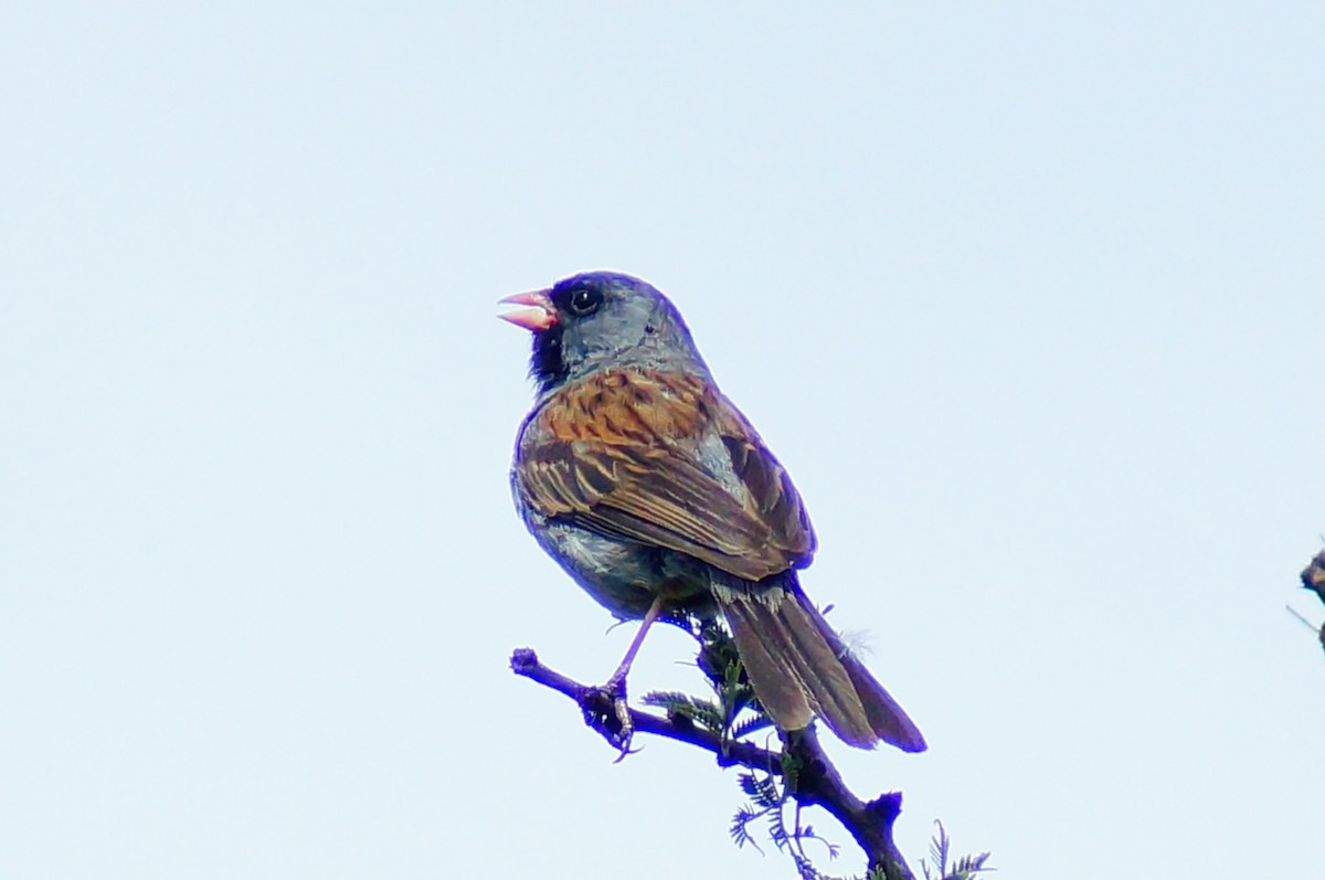 Black-chinned Sparrow - ML644422682