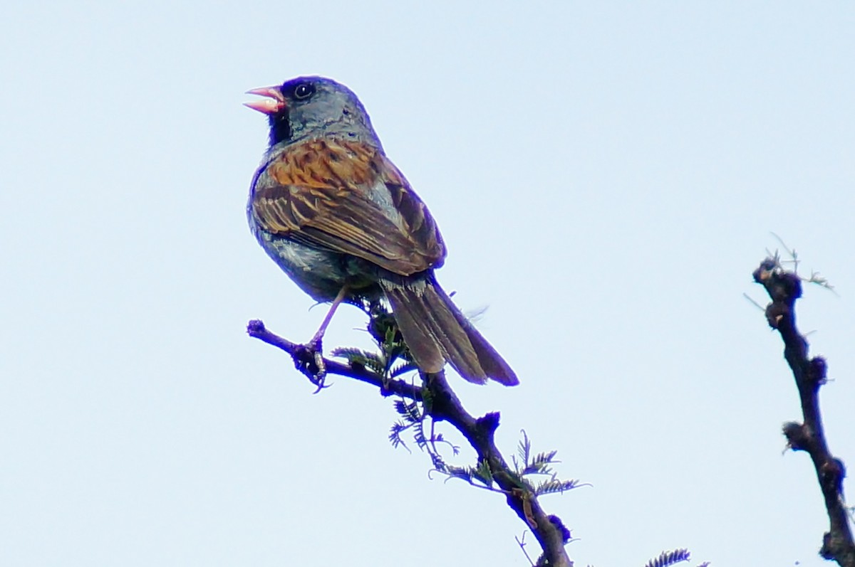 Black-chinned Sparrow - ML644422683