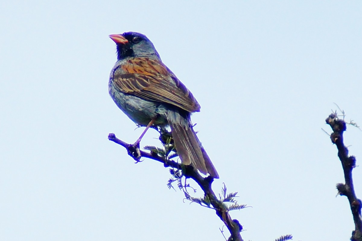Black-chinned Sparrow - ML644422687