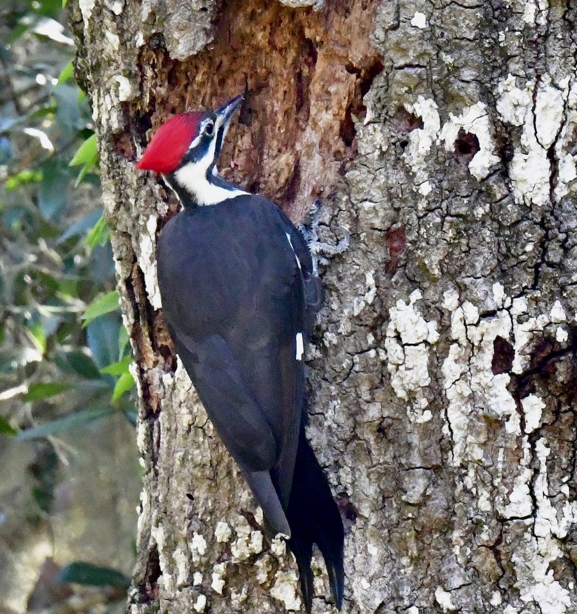 Жовна північна - ML644422699