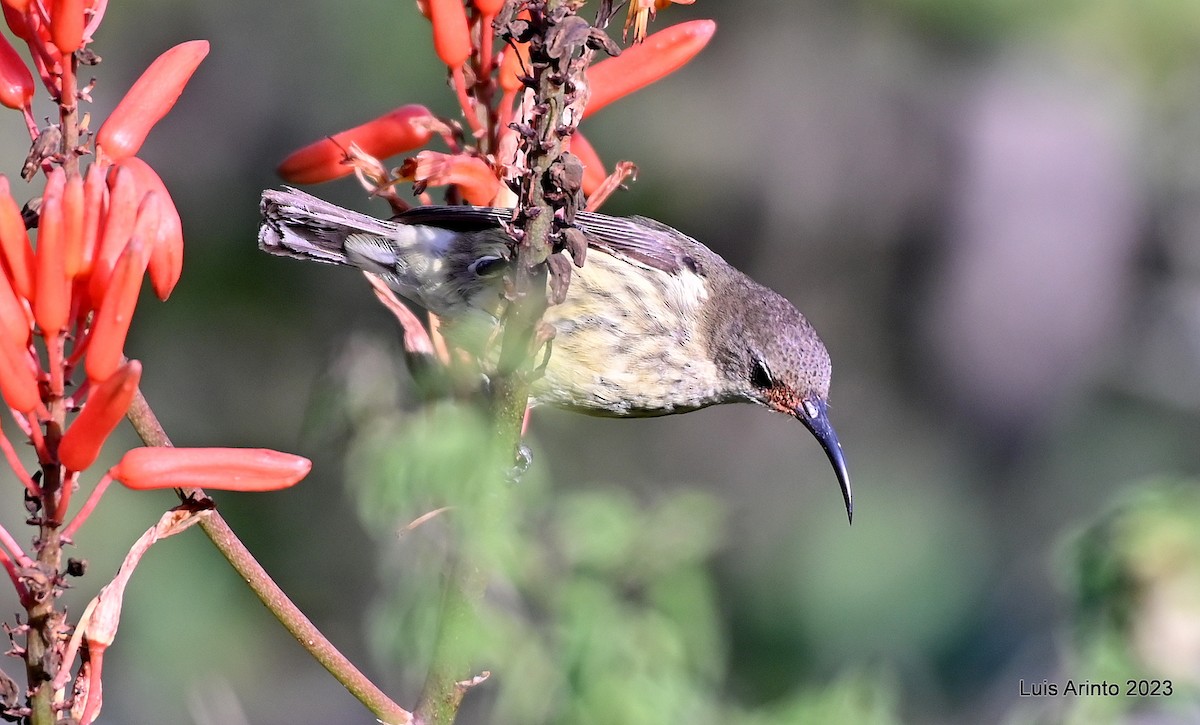 Amethyst Sunbird - ML644422727